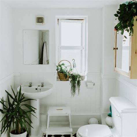 浴室除臭植物 八字化解